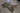 USMC Coyote Brown FILBE Main Pack Frame [LIQUIDATION]